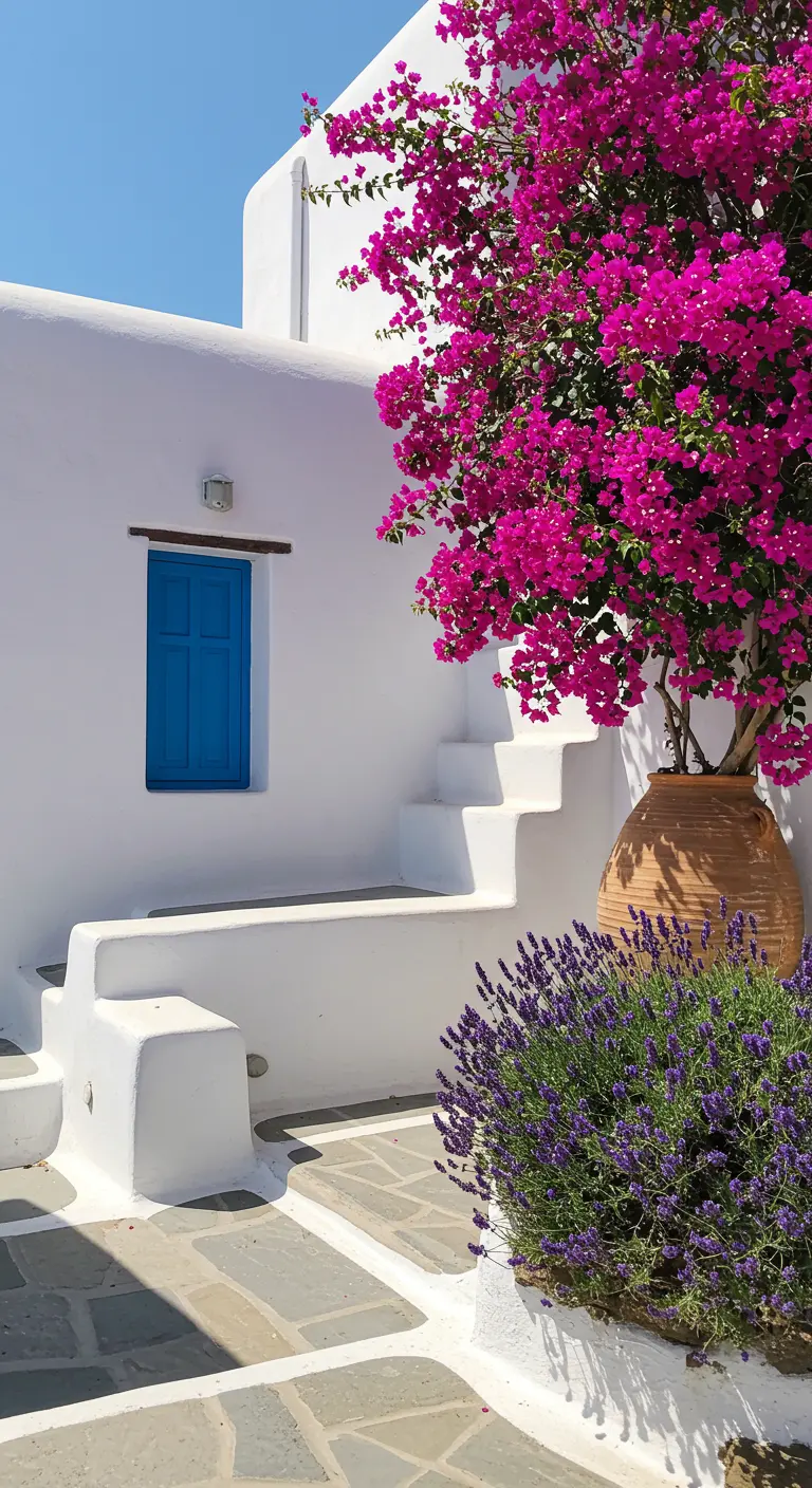 Maison blanche de style cycladique avec bougainvillier fuchsia et jarre de lavande.